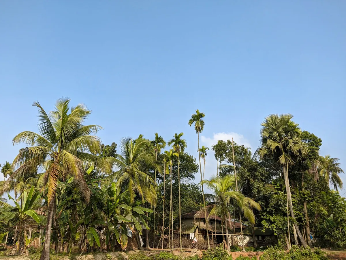 Palm trees around a village house under a clear sky